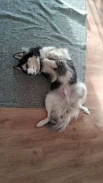 Haushüter