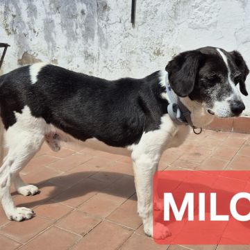 Gonçalo Amorim - Vila Nova da Barquinha - Pet Sitting