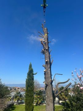 HUGO & RAMOS ARBORISTA - Leiria - Nivelação de Terreno - Grande Dimensão (mais de 1 hectar)