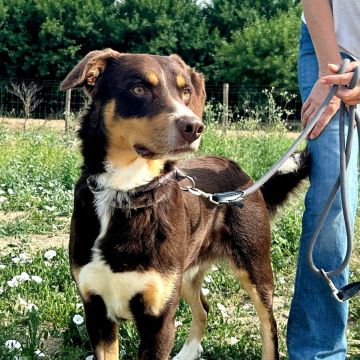 Gonçalo Amorim - Vila Nova da Barquinha - Hundetraining