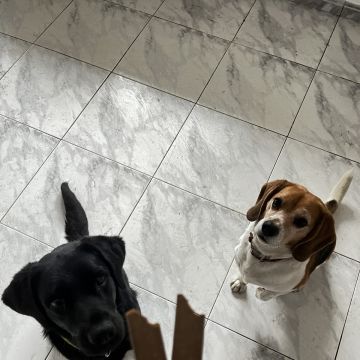 DogBrothers Hotel - Loures - Pet Sitting