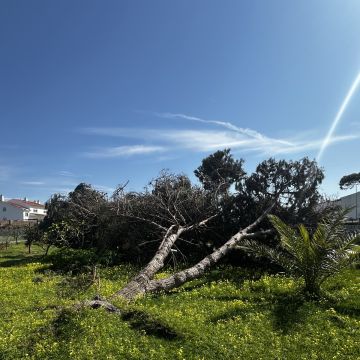 HUGO & RAMOS ARBORISTA - Leiria - Instalação de Sistema de Irrigação