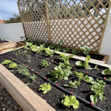 BGarden - Jardins e Espaços Verdes - Setúbal - Plantação de Árvores