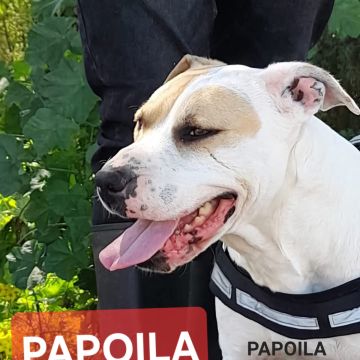 Gonçalo Amorim - Vila Nova da Barquinha - Hundetraining - Privatunterricht