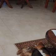 Ana Paula - Torres Novas - Dog Hotel