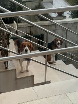 Creche para Cães