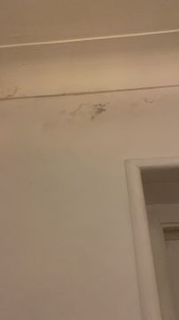 Anowar Molla - Lisboa - Home Remodeling