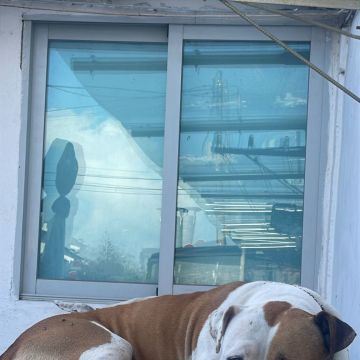 Pet Sitting Lisboa/Cascais - Lisboa - Cuidar tus perros