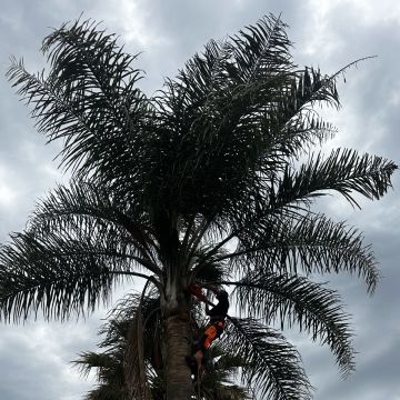 HUGO & RAMOS ARBORISTA - Leiria - Remoção de Tronco de Árvore