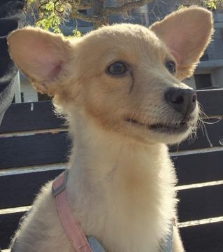 Hotel para Cães