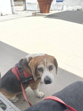 Maria - Almada - Guardería para perros