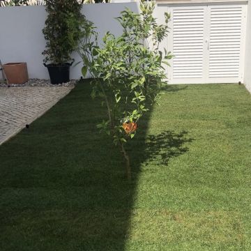 BGarden - Jardins e Espaços Verdes - Setúbal - Poda e Manutenção de Árvores