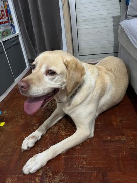 Hotel para Cães