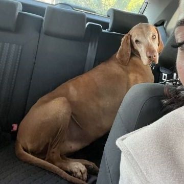 Pet Sitting Lisboa/Cascais - Lisboa - Cuidado de mascotas