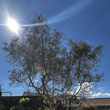HUGO & RAMOS ARBORISTA - Leiria - Jardinagem
