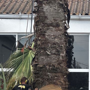 HUGO & RAMOS ARBORISTA - Leiria - Remoção de Arbustos