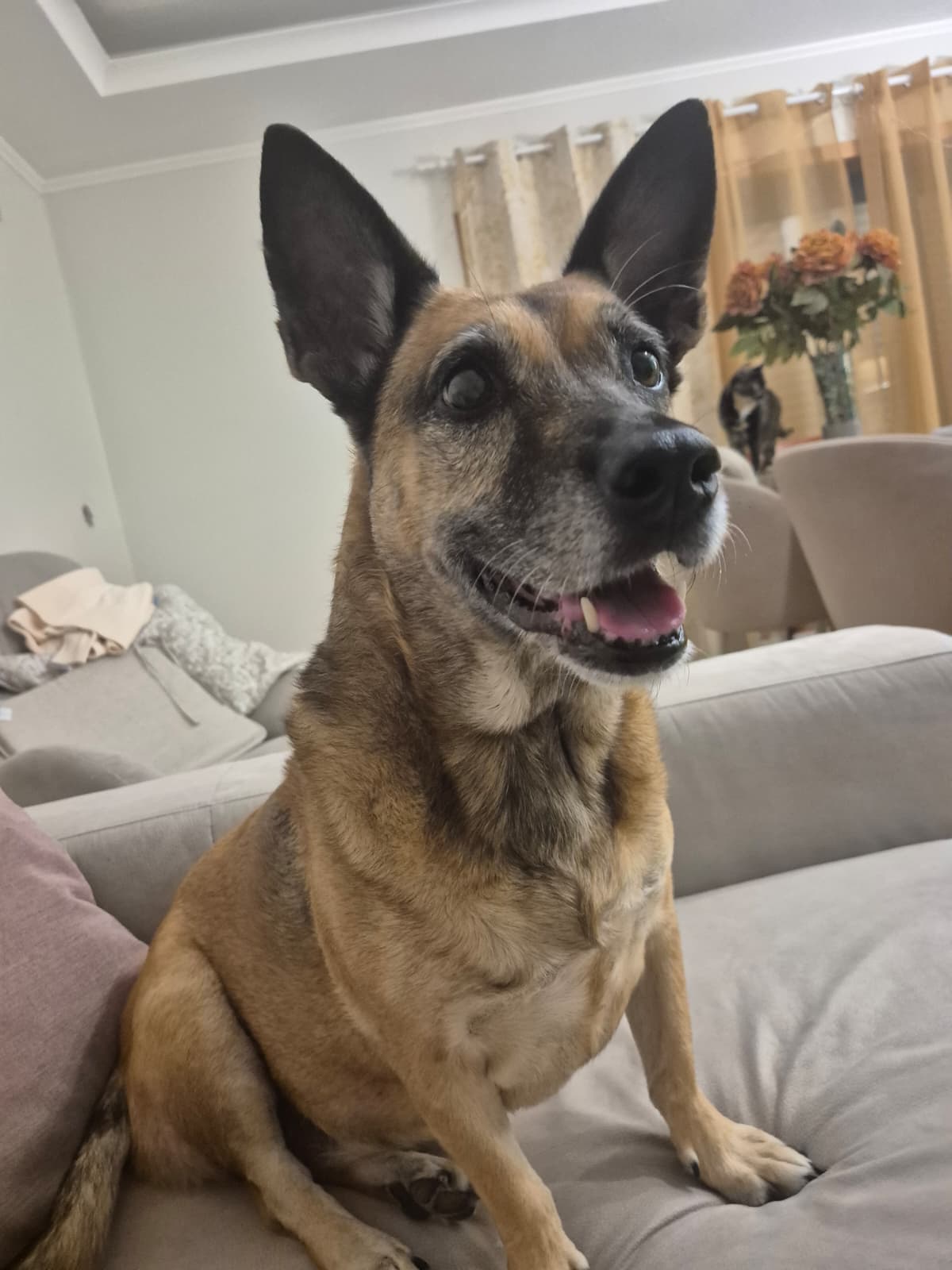 Fluffy Petsitter - Amadora - Pet Sitting