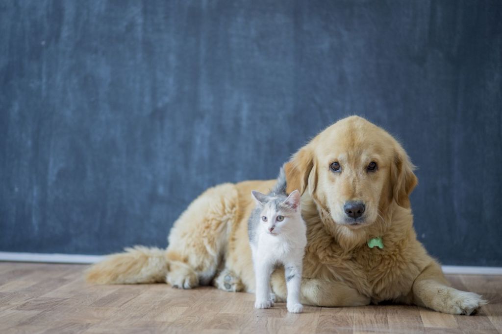 Pet Sitting e Pet Walking - Seixal - Katzensitter