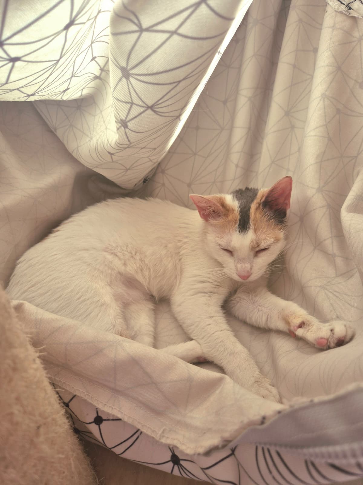 Fluffy Petsitter - Amadora - Dog Sitting