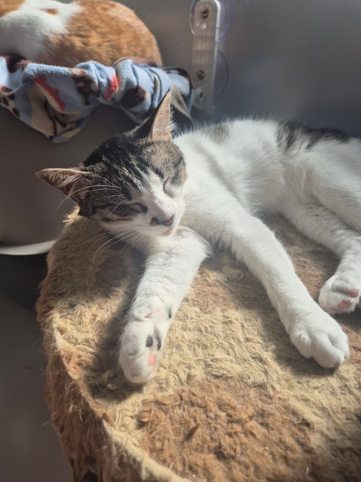 Fluffy Petsitter - Amadora - Cat Sitting