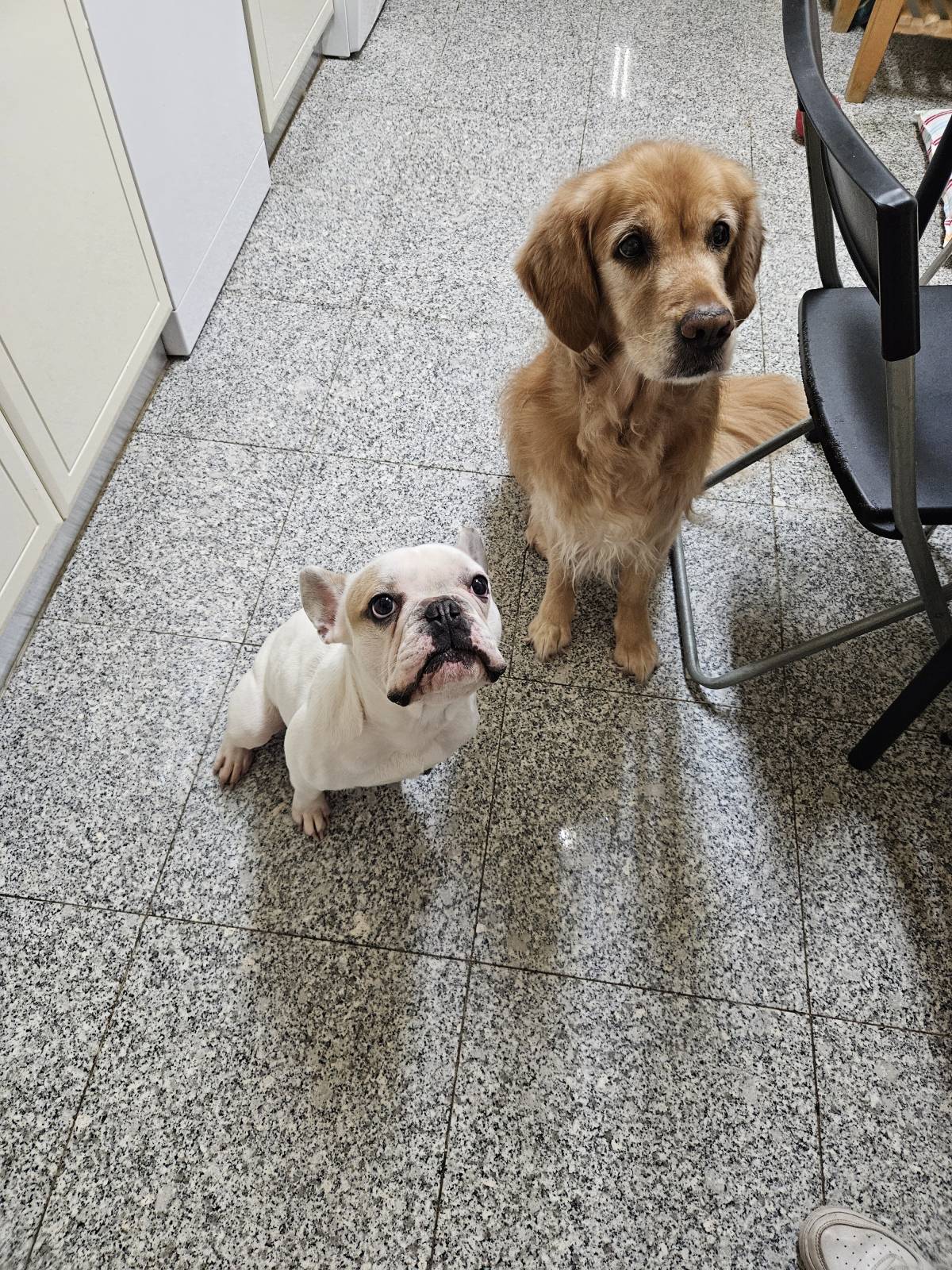 Mimos e Patas - Loures - Cuidar tus perros