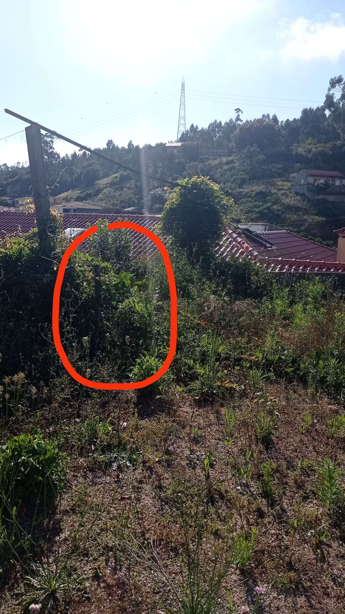 José - Paredes - Tree Trimming and Maintenance