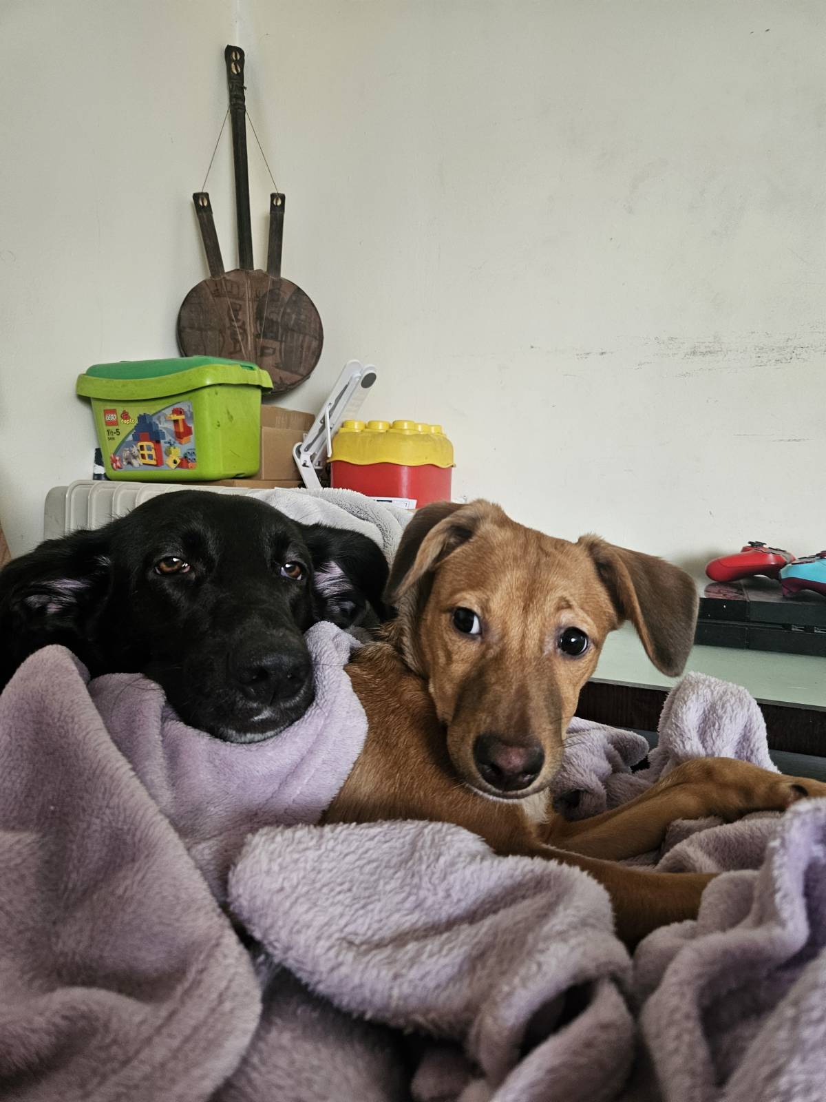 Mimos e Patas - Loures - Cuidado y peluquería para mascotas