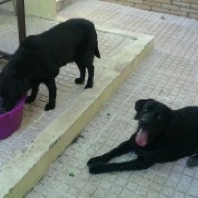 Pitecos - Dog Walker & Pet Sitter - Aveiro - Creche para Cães
