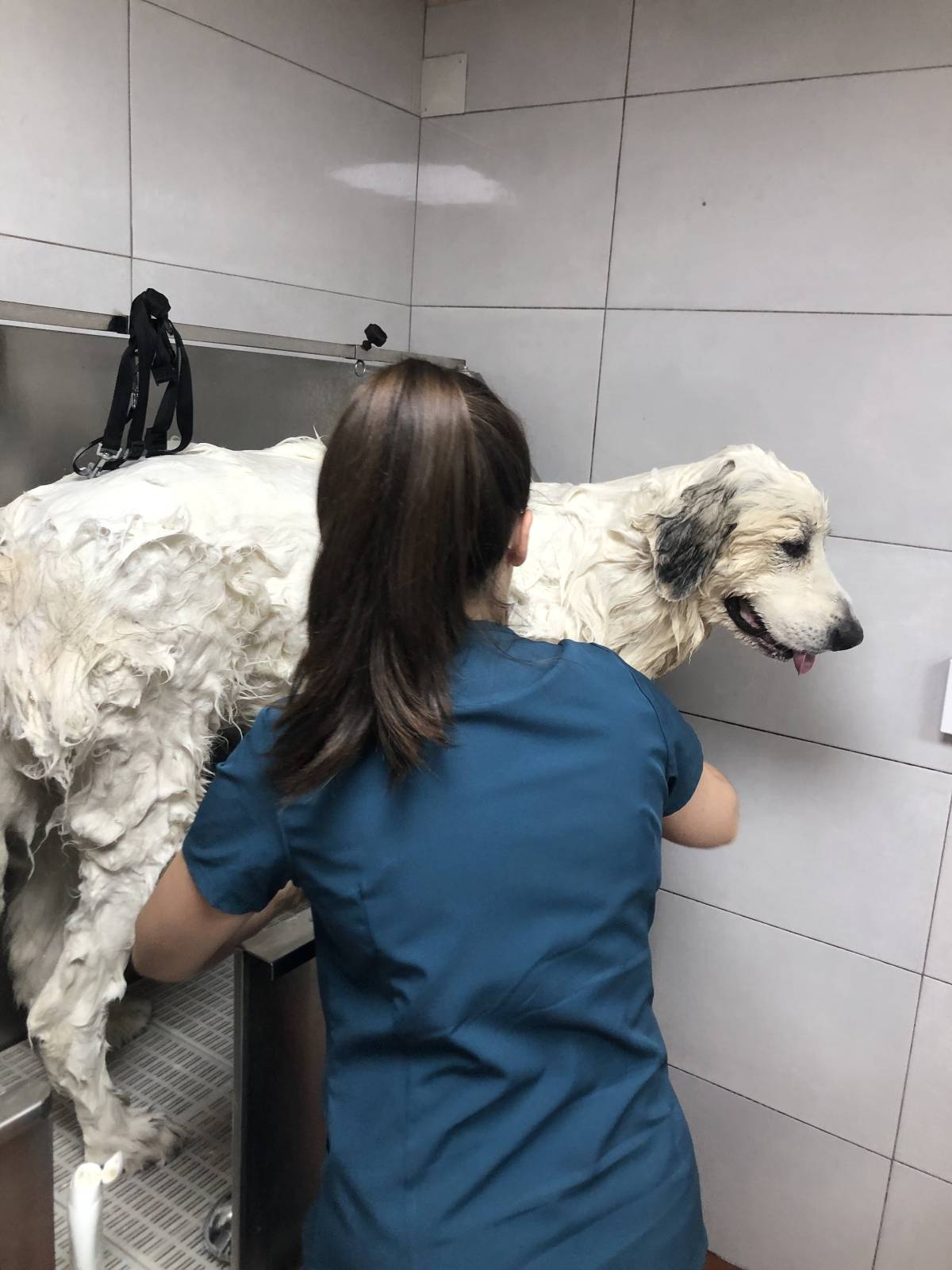 Soraia Poço - Braga - Baths and Grooming for Animals
