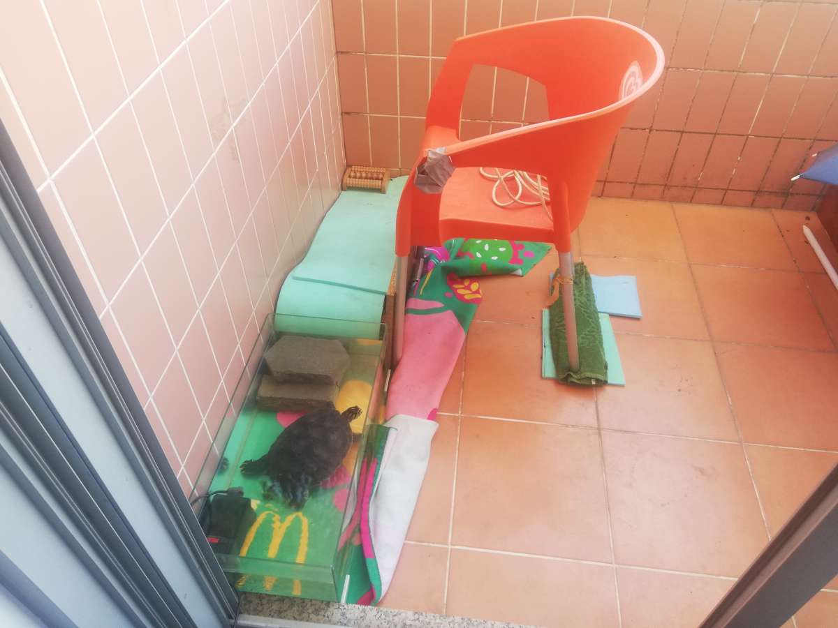 Artur Nascimento - Porto - Dog Hotel