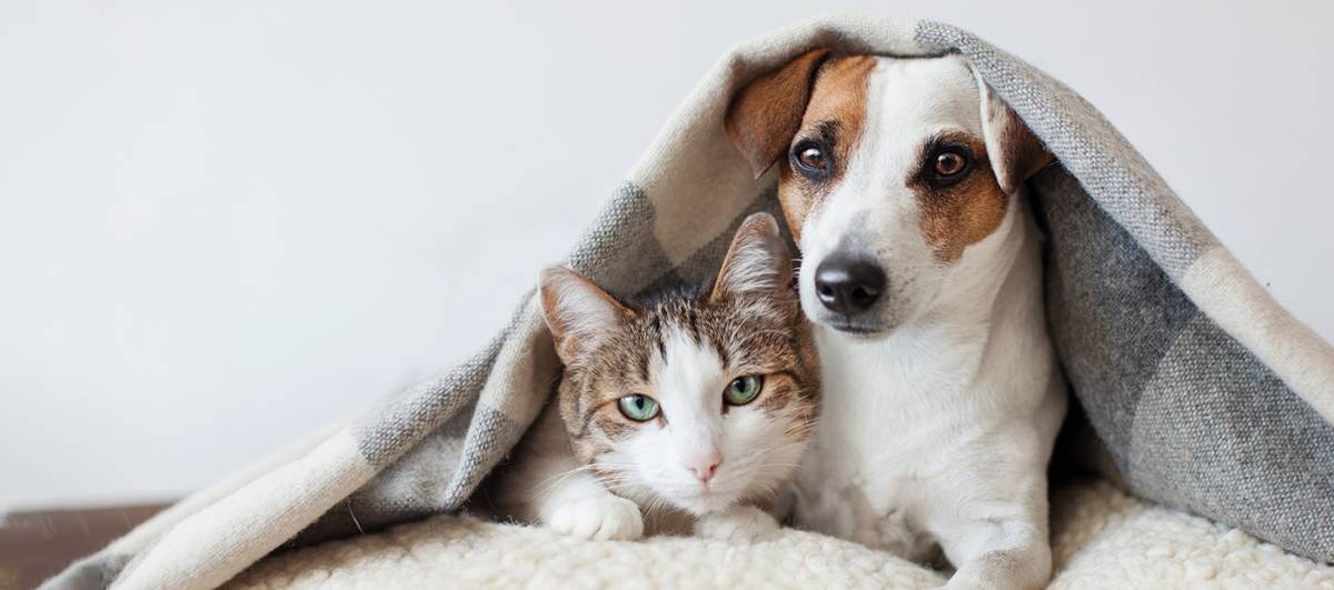 Pet Sitting e Pet Walking - Seixal - Haustiere - Pflege