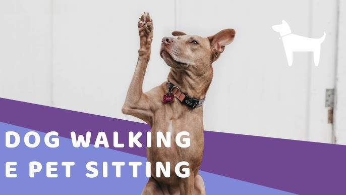 Pet Sitting e Pet Walking - Seixal - Hundeausführung