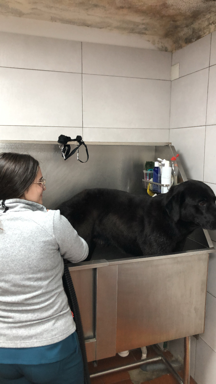 Soraia Poço - Braga - Pet Sitting