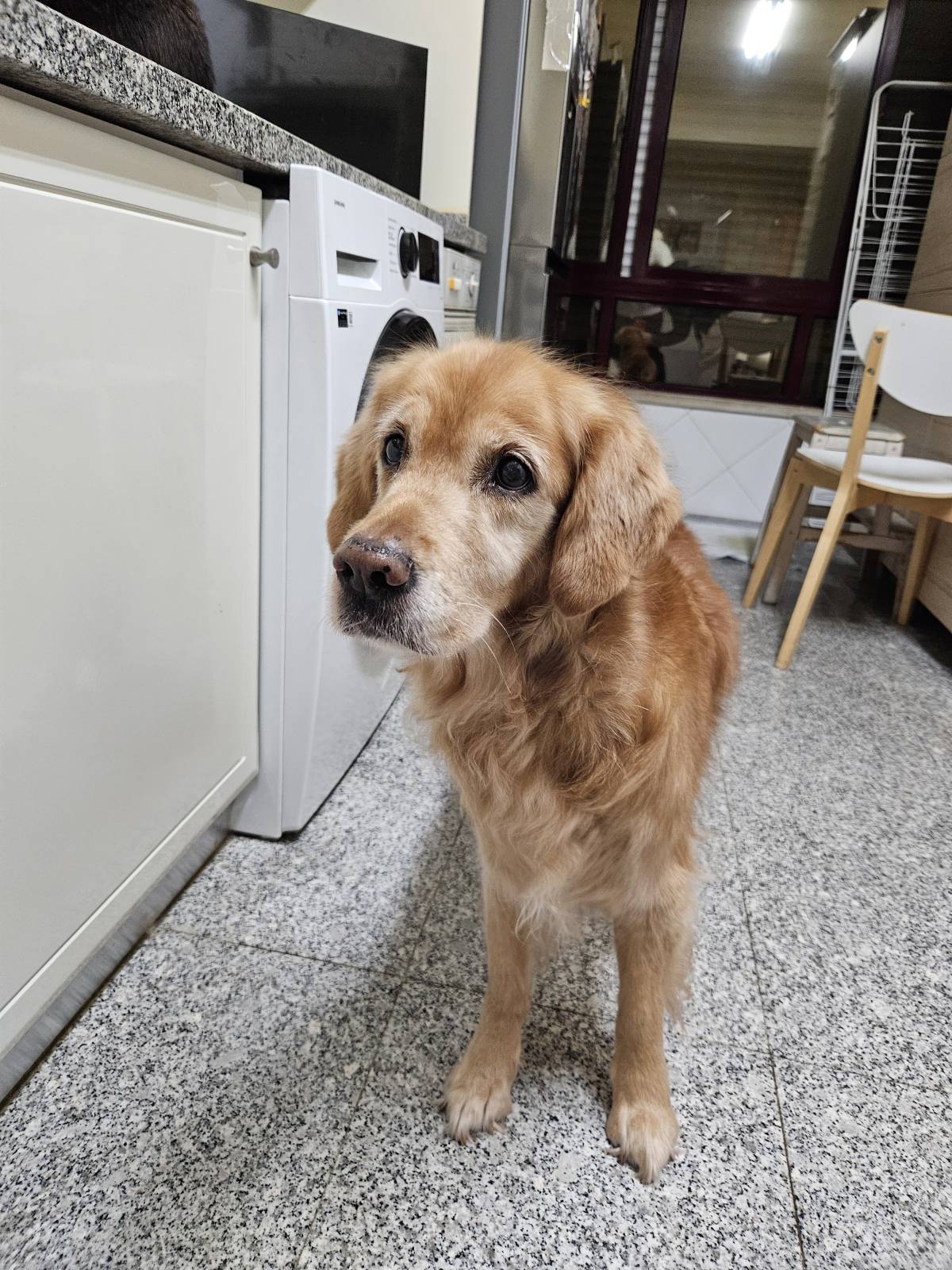 Mimos e Patas - Loures - Paseador de perros