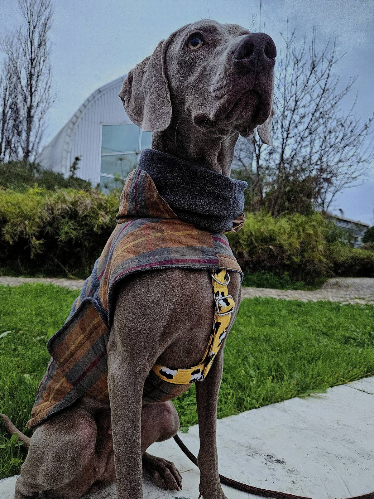 Mimos e Patas - Loures - Cuidar tus mascotas