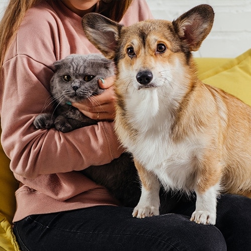 Pet Sitting e Pet Walking - Seixal - Hundeausführung