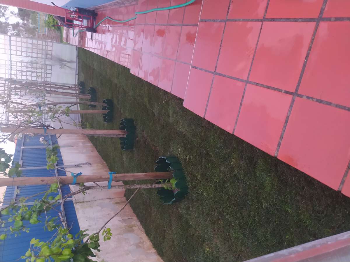 DS REPARA - Óbidos - Shrub Removal