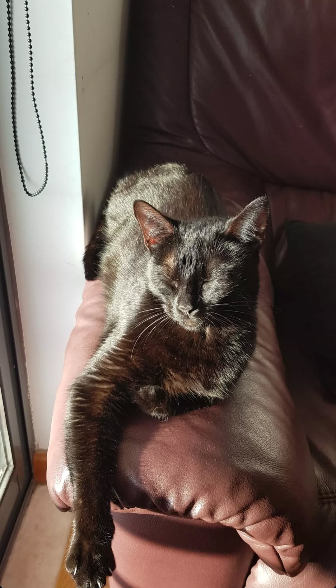 Dasa - Palmela - Cat Sitting