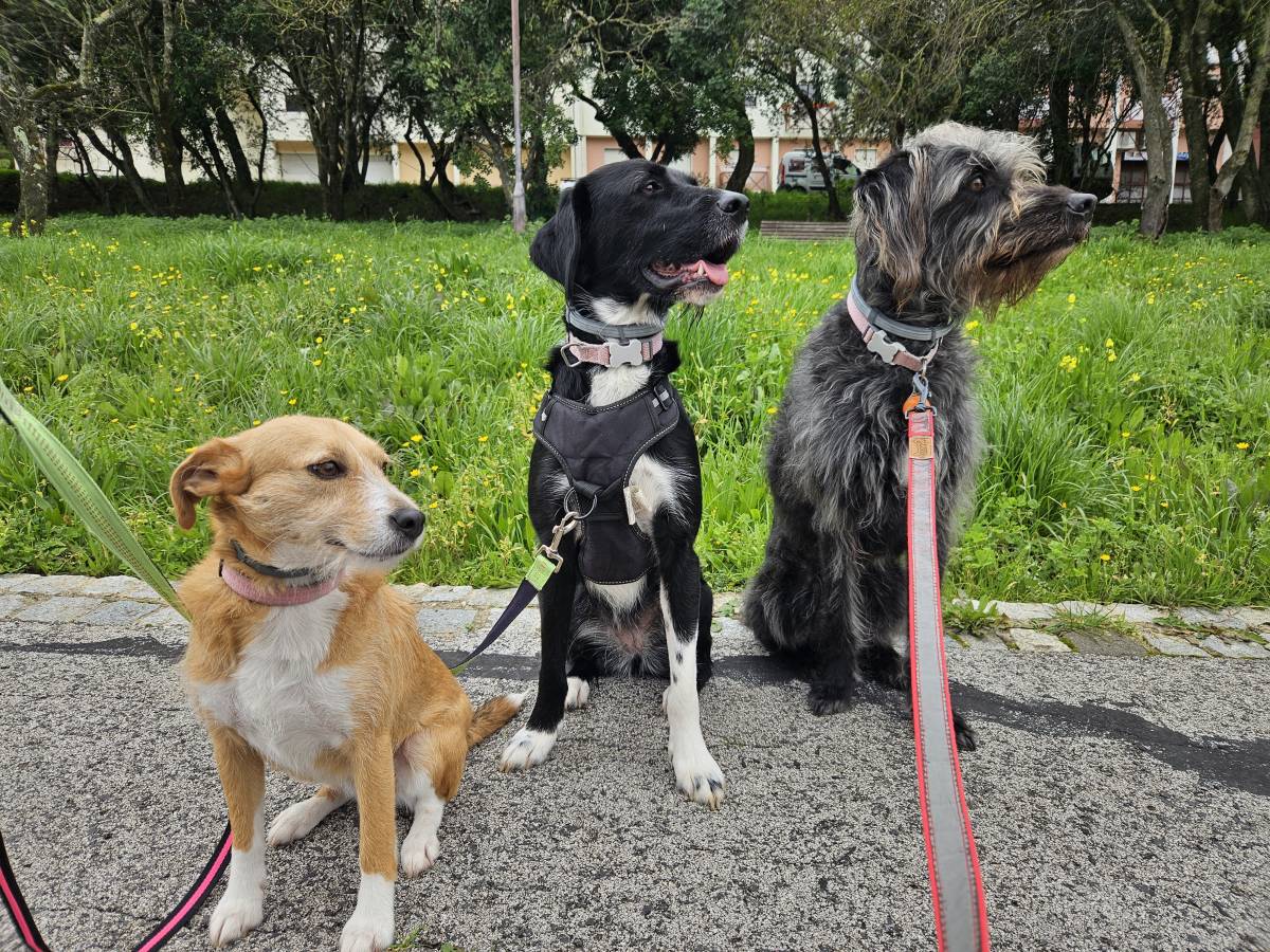 Mimos e Patas - Loures - Cuidar tus gatos