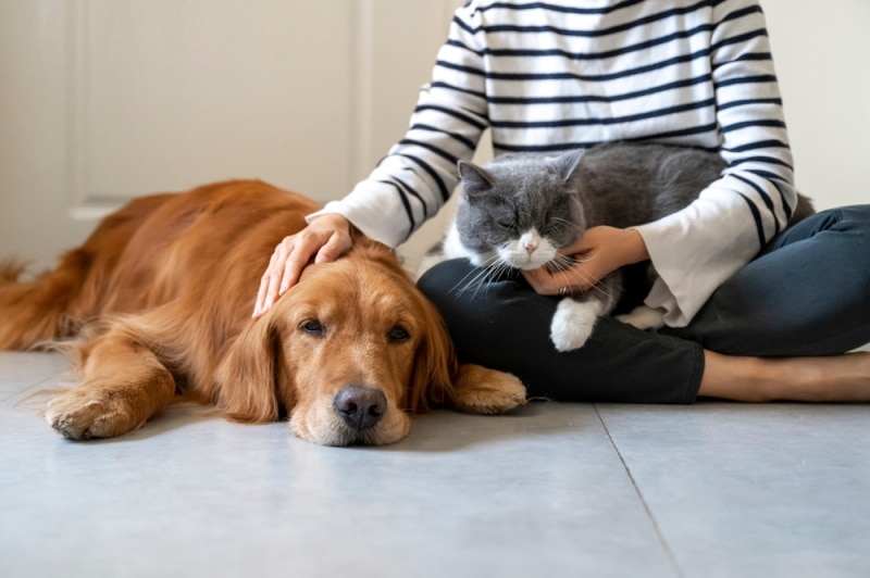 Pet Sitting e Pet Walking - Seixal - Hundesitter