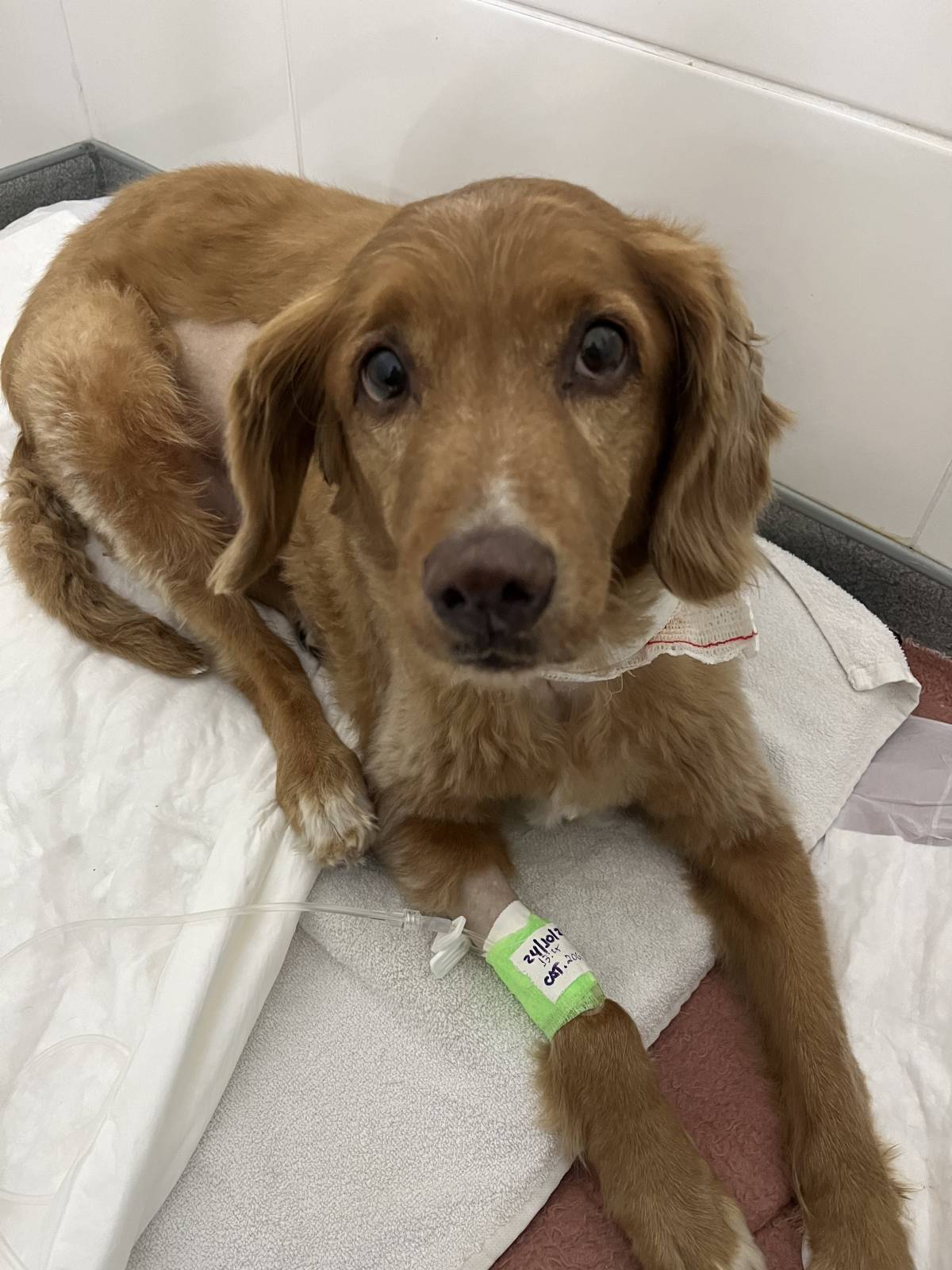 Leticia Porto - Coimbra - Hundeausführung