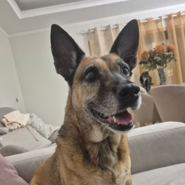 Fluffy Petsitter - Amadora - Pet Sitting