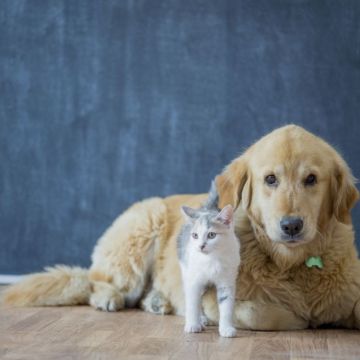 Pet Sitting e Pet Walking - Seixal - Katzensitter