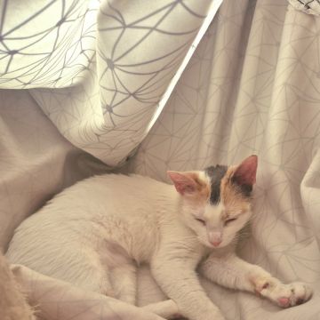 Fluffy Petsitter - Amadora - Dog Sitting
