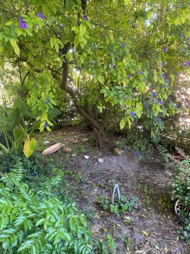Jardinagem - Jardinagem e Relvados