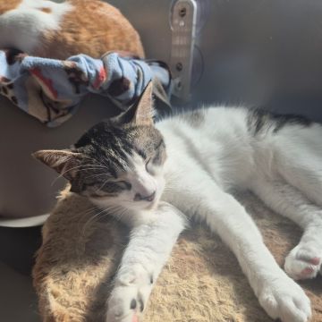 Fluffy Petsitter - Amadora - Cat Sitting