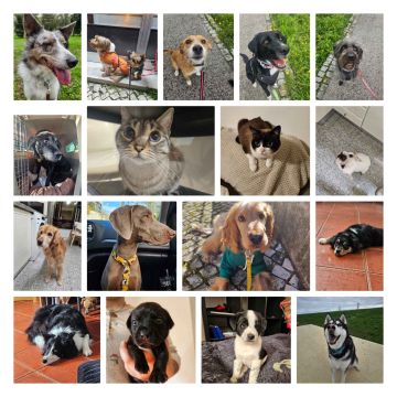 Mimos e Patas - Loures - Cuidar tus gatos