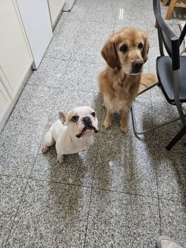 Mimos e Patas - Loures - Cuidar tus perros
