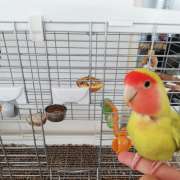 Artur Nascimento - Porto - Pet Care and Grooming