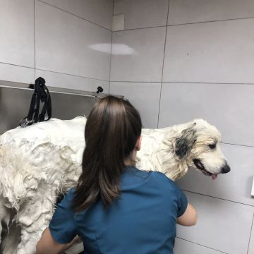 Soraia Poço - Braga - Baths and Grooming for Animals